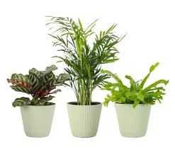 Alternative view of Thorsen's Greenhouse 3-pack of Live 4" Pet Friendly Plants